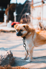 Vertical closeup  of a ginger mongrel on-chain standing in the backyard under the sunlight