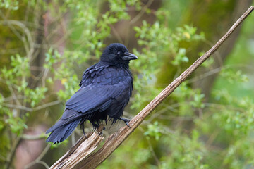 Aaskrähe oder Rabenkrähe (Corvus corone)