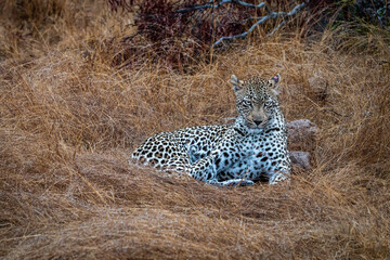 Female Leopard laying in the grass.