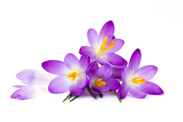 crocus - one of the first spring flowers