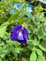 purple iris flower