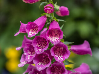 Closeup of beautiful purple foxgloves flowers in a garden © Paillemark/Wirestock Creators