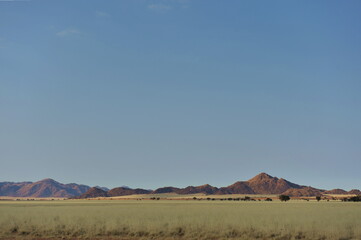 Fototapeta na wymiar Gras savannah Namibi, Namib desert´