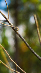 Vue rapprochée d'une petite pomme de pin, accrochée à une branche, sur un arrière-plan crémeux et verdoyant