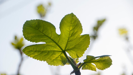 Brotes de hojas verdes de castaño en rama