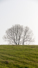 Obraz premium Copa de árbol sin hojas en el horizonte tras pradera de hierba verde