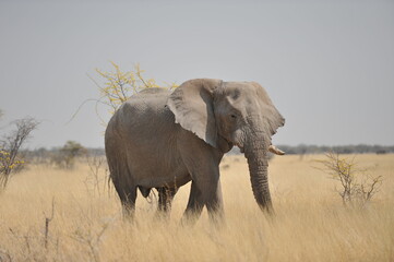 Obraz premium Large African elephant in Namibia