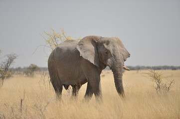 Large African elephant in Namibia