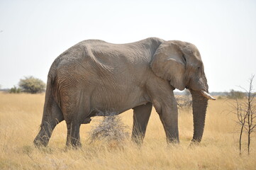 Naklejka na ściany i meble Large African elephant in Namibia