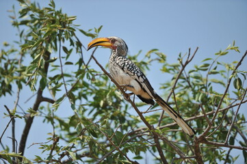 yellow-billed hornbill Namibia in tree