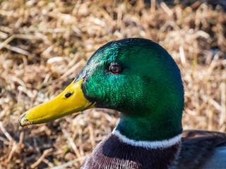 Close-up of adult, breeding male mallard or wild duck (Anas platyrhynchos) with a glossy bottle-green head and a white collar. Portrait of bird head and eye in sunlight