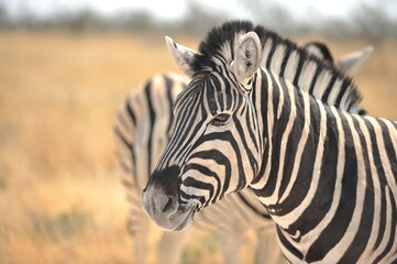 Fototapeta na wymiar Zebra in grass savannah Namibia
