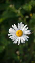 Obraz premium Margaritas blancas silvestres en una pradera de hierba verde