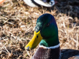 Close-up of adult, breeding male mallard or wild duck (Anas platyrhynchos) with a glossy bottle-green head and a white collar. Portrait of bird head and eye in sunlight