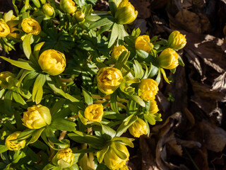 Fototapeta premium Macro shot of yellow winter aconite (Eranthis hyemalis) 'Flore Pleno', a variation with fully double yellow flowers, emerging from the ground in early spring in sunlight