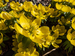 Fototapeta premium Macro shot of open blooms of very early yellow spring flowers - cultivar of Winter aconite (Eranthis tubergenii) 'Guinea Gold' in sunlight