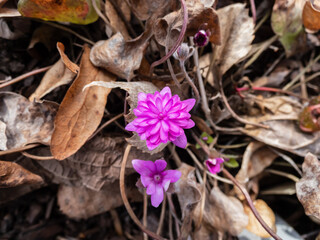 Macro of deep pink-red form of Hepatica nobilis 