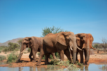 Fototapeta na wymiar Elephants in Namibia drinking water