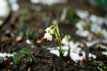 The first white small flowers with yellow dots and green leaves