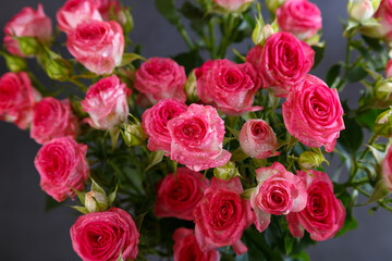Beautiful bouquet of pink (red) roses bushes with water drops on a black background. Selective focus, close-up.