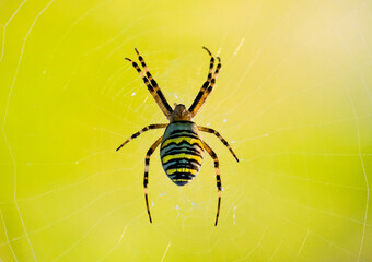 Wespenspinne (Argiope bruennichi) (auch Zebraspinne, Tigerspinne oder Seidenbandspinne)