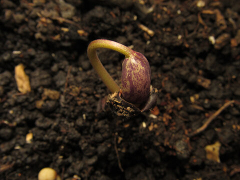 Closeup Photo Of The Black Turtle Bean (Phaseolus Vulgaris) Seedling