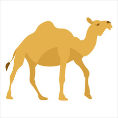Drawn camel. White background, isolate. Vector illustration.