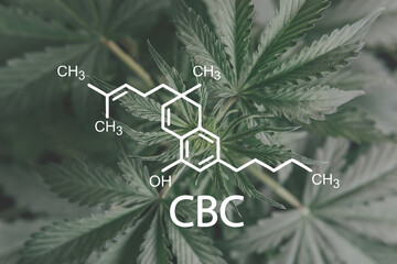 CBC Marijuana plant. Alternative Medicine hemp oil Herbal Treatment, cannabichromene
