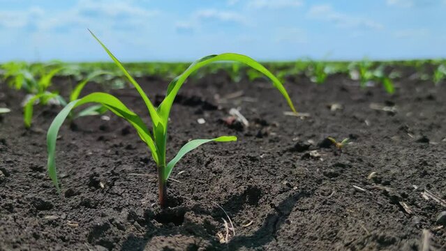 Young green corn growing on the field. Young Corn Plants.