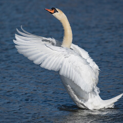 View of a beautiful white swan with its wings up swimming in a blue lake on a summer day © Ryogilvy/Wirestock Creators