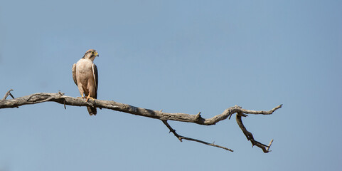 Lanner Falcon ( Falco biarmicus) Kgalagadi Transfrontier Park, South Africa