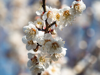 Selective focus shot of plum blossoms in Yokohama, Japan