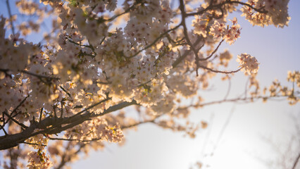 桜