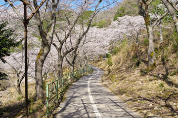 土師ダム周辺の桜並木（広島県安芸高田市　2022年4月）