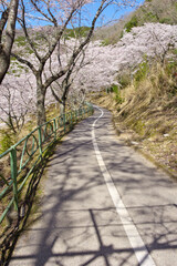 土師ダム周辺の桜並木（広島県安芸高田市　2022年4月）