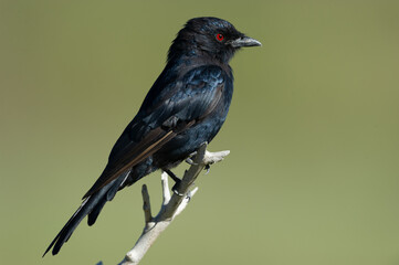 Fork-tailed Drongo (Dicrurus adsimilis) Kgalagadi Transfrontier Park, South Africa