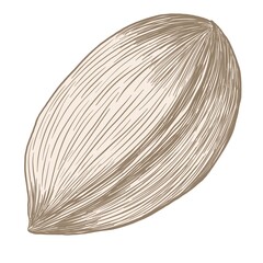 Pecan in a shell, simple hatched beige illustration on a white background