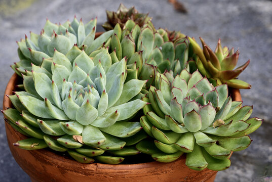 Scenic view of Echeveria 'Tippy' succulent in a wooden pot