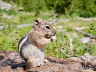 Naklejka na ściany i meble Close up of cute squirrel in Yellowstone National Park, Wyoming, USA.