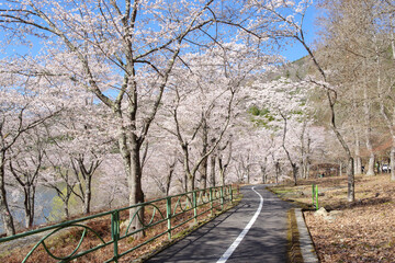 土師ダム周辺の桜並木（広島県安芸高田市　2022年4月）