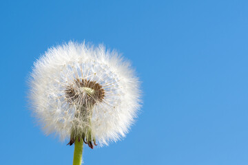 White fluffy round dandelion without some seeds against the blue sky. Round head of a summer plant with seeds