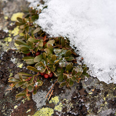 Scenic view of red, edible lingonberry on the ground