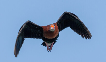 Closeup shot of a Florida whistling duck in flight on a blue sky background