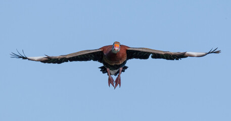 Closeup shot of a Florida whistling duck in flight on a blue sky background