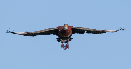 Closeup shot of a Florida whistling duck in flight on a blue sky background