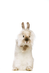 Portrait of charming, furry cute rabbit standing on back paws isolated on white studio background. Concept of domestic animal life, pets, friend, happy easter