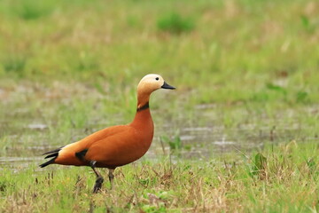 Ruddy shelduck, migratory bird, feeding on wet meadow