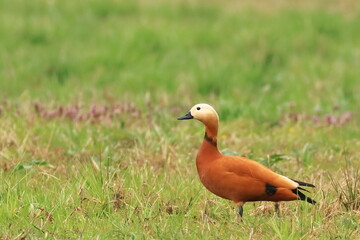 Ruddy shelduck, migratory bird, feeding on wet meadow