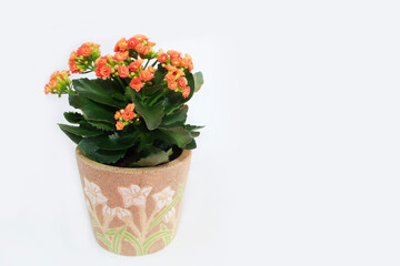 orange kalanchoe flowers with green leaves on a white background