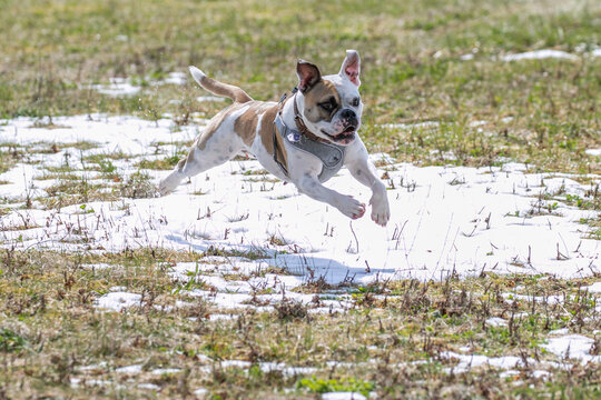 Old english bulldog springt über Schnee